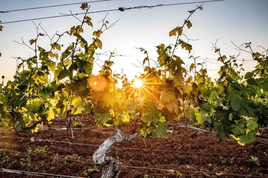 Hunter Valley: Wine Tour with 3 Tastings and Garden Lunch - Cypress Lakes lunch plus Hunter Valley Cheese Experience