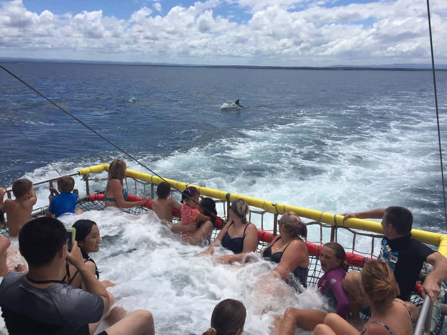 Huskisson: Dolphin Cruise & Boom Netting Experience - Meeting at Portside Cafe, then Straight Onto the Water
