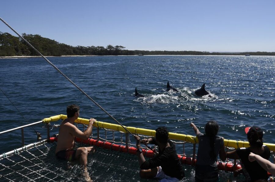 Huskisson: Dolphin Cruise & Boom Netting Experience - Weather and Dolphin Sightings, How to Think About the Risk