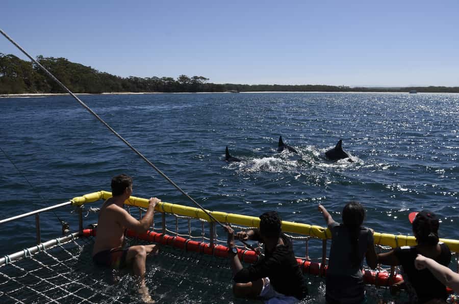 Huskisson: Dolphin Cruise & Boom Netting Experience - Jervis Bay Marine Park Dolphin Cruise, What You’re Actually Looking For