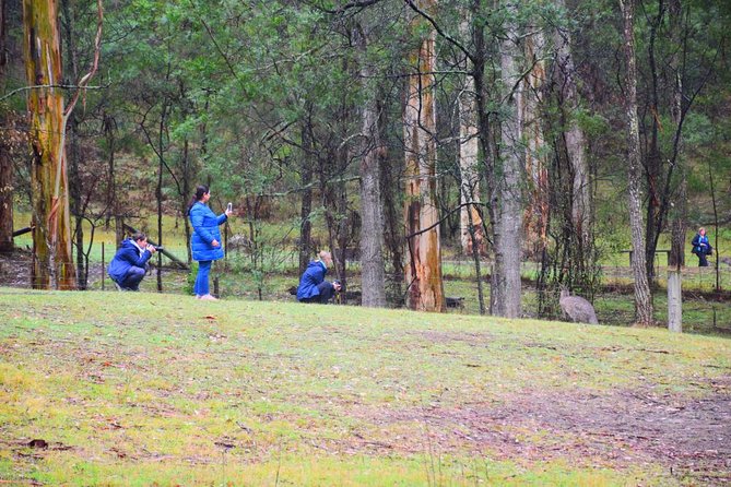Inside the Greater Blue Mountains World Heritage - A Private Wildlife Safari Overnight - Day 1 Glenbrook and Wentworth Falls, where the wildlife starts early