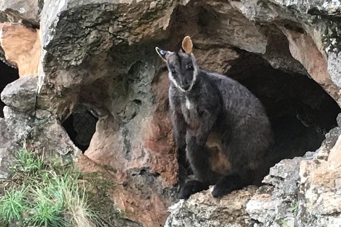 Inside the Greater Blue Mountains World Heritage - A Private Wildlife Safari Overnight - Price and value for a group up to 2