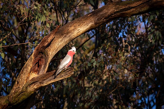 Intimate Blue Mountains Wild Kangaroos & Sunset for Nature Lovers - Blue Mountains National Park: your first guided walk in real wilderness