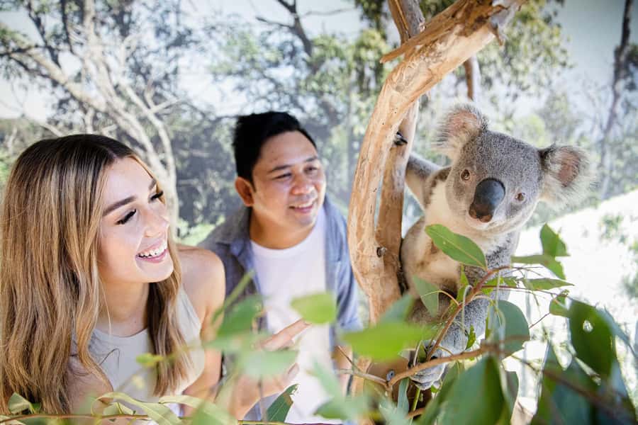 Japanese Tour Small Group: Blue Mountains, Scenic World, Zoo - Price and Value: Is $155 Worth It?