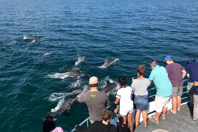 Jervis Bay Dolphin Cruise - Key Points Before You Go