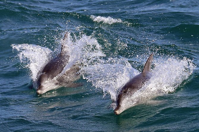 Jervis Bay Dolphin Cruise - Stop 1: Jervis Bay Marine Park, Where Dolphins Feed Close to the Route