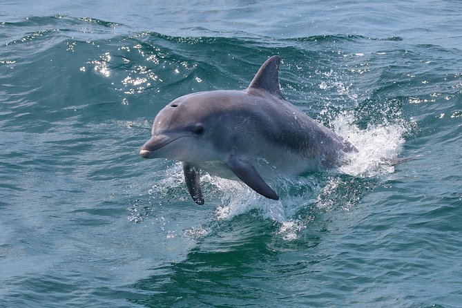 Jervis Bay Passage Tour - Dolphins, seals, and the whale-season timing inside the bay