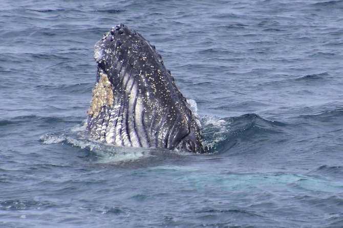 Jervis Bay Whale Watching Tour - Weather reality: cool wind, rocky water, and camera limits