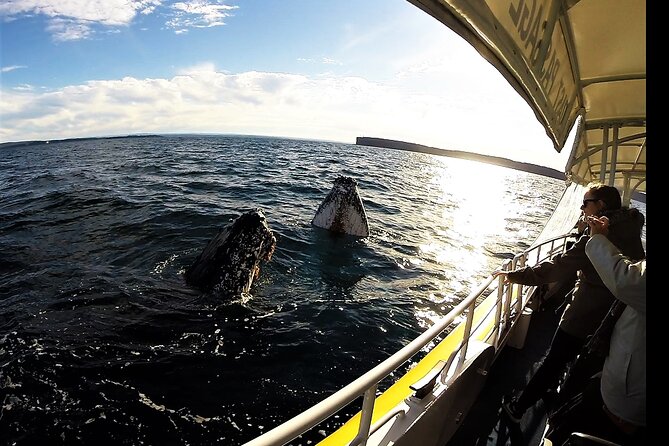 Jervis Bay Whale Watching Tour - The cruise itself: how you actually find humpbacks in Jervis Bay