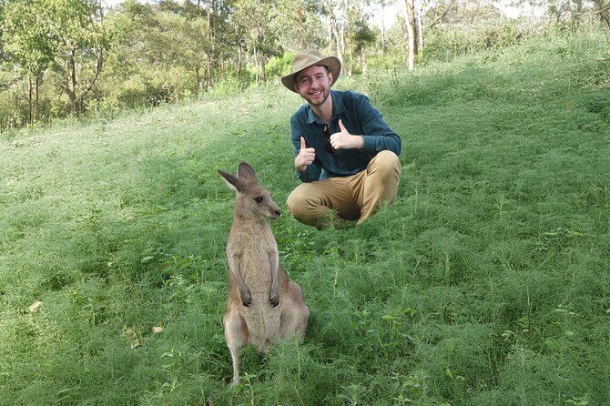 Kangaroo Wildlife Half Day Small Group Tour From Sydney - Key highlights you should know first