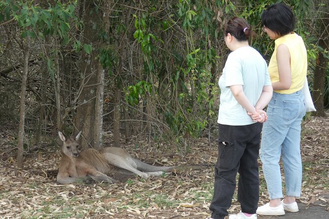 Kangaroo Wildlife Half Day Small Group Tour From Sydney - What to bring so the day stays comfortable