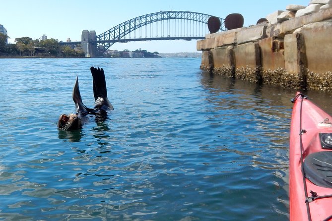 Kayak to Goat Island in Sydney Harbour with Local - Small-group experience: more attention, better coaching, easier pacing