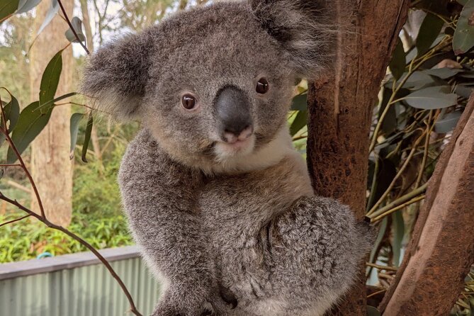Koala & Kangaroos Experience, Waterfalls and Scenic Train Journey - A Perfect Sydney-to-Central Coast Mix: Wildlife, Culture, and Real Time Outdoors