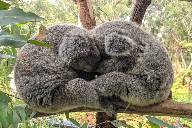 Koala & Kangaroos Experience, Waterfalls and Scenic Train Journey - Australian Reptile Park: The Koala and Kangaroo Part That Makes This Tour Worth It