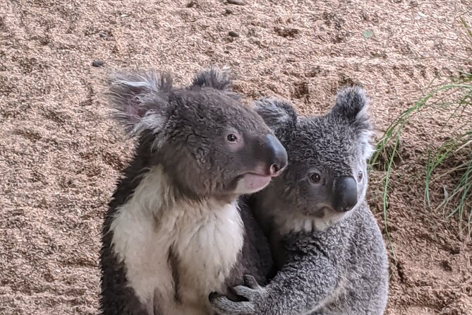Koala & Kangaroos Experience, Waterfalls and Scenic Train Journey - Brisbane Water National Park Waterfalls: A Short Walk That Feels Like a Reset