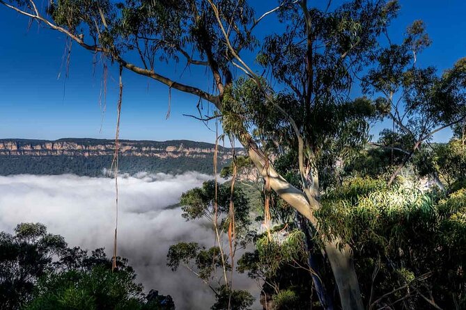 Late Start Blue Mountains Nature, Waterfalls, Koalas Small Group - Grose Valley and Megalong Valley: Govetts Leap and Cahill’s Lookout
