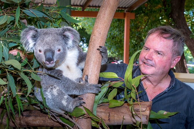 Late Start Blue Mountains Nature, Waterfalls, Koalas Small Group - Katoomba dinner stop: main-course meals and menu options