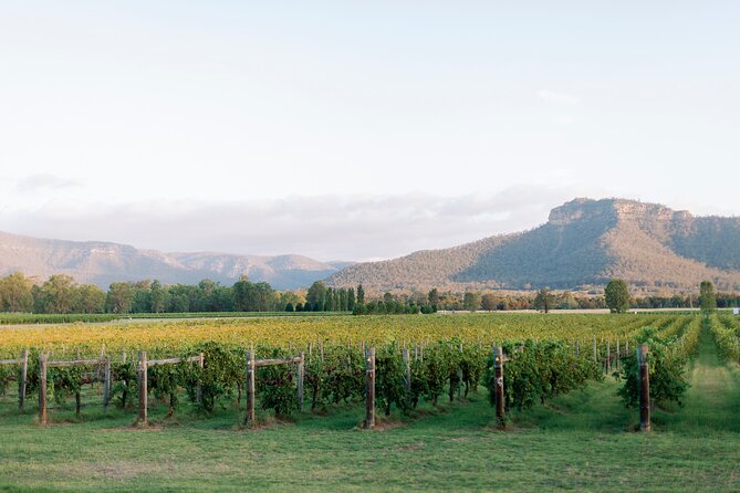 Luxury Hunter Valley Tour: 3 Tastings, Gin, Lunch & Chocolatier - Keith Tulloch Tasting Space: Architectural Calm and Mountain Views