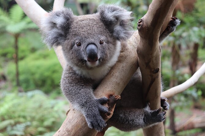 Luxury Hunter Valley Wildlife & Wine Tasting Tour from Sydney - Group Size, Comfort, and the Pace That Makes It Feel Like a Real Day Trip