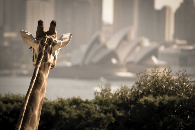 Luxury Sydney Tour - The big flexible block: making Sydney match your interests