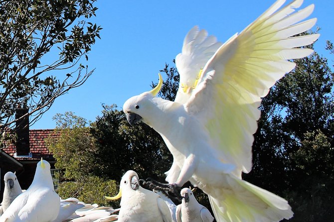 Manly and more private tour - Manly to Shelley Beach through the aquatic reserve walk