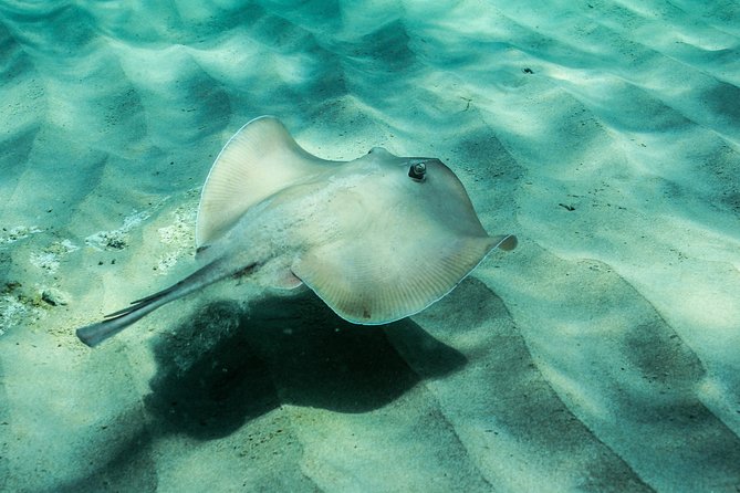Marine Discovery + Snorkeling Cruise - Port Stephens - Food and Drinks: Coffee Included, Plus Onboard Options