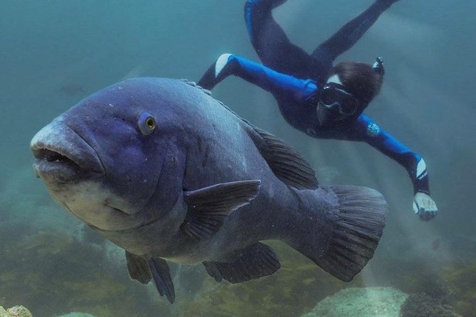 Marine Discovery + Snorkeling Cruise - Port Stephens - Price and Value: Is $71.72 Worth It?
