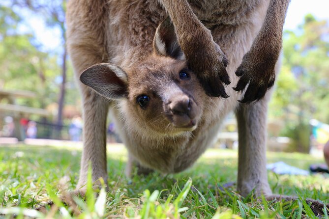 Nature and Wildlife: Australia in One Day - Private Tour - Berowra Valley National Park Bushwalk and Aboriginal Carvings
