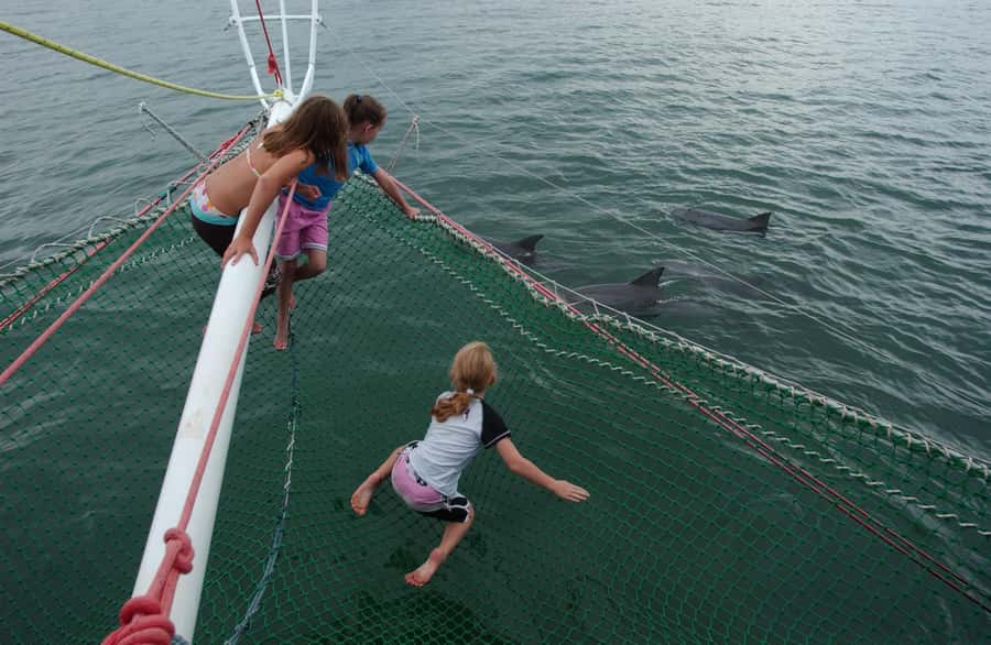 Nelson Bay: Dolphin Watch Cruise and Sail - Key highlights you will care about