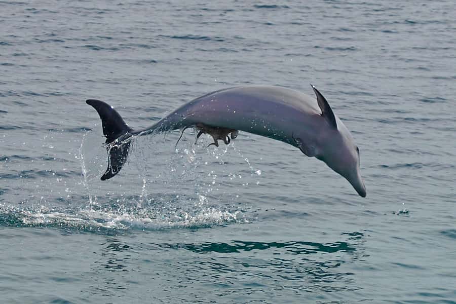 Nelson Bay: Dolphin Watch Cruise and Sail - A 52-foot sailing catamaran with 360-degree views