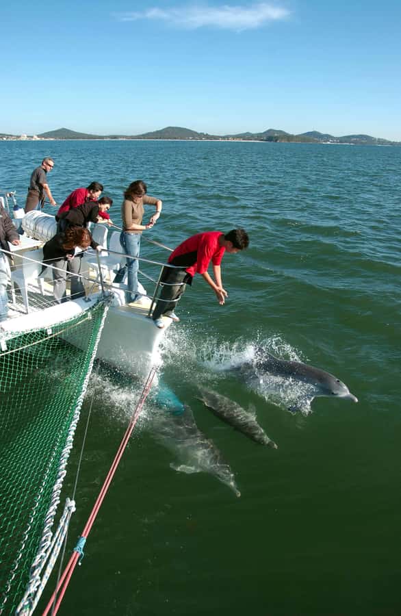 Nelson Bay: Dolphin Watch Cruise and Sail - Your 90 minutes around Nelson Bay, from marina to sail-back