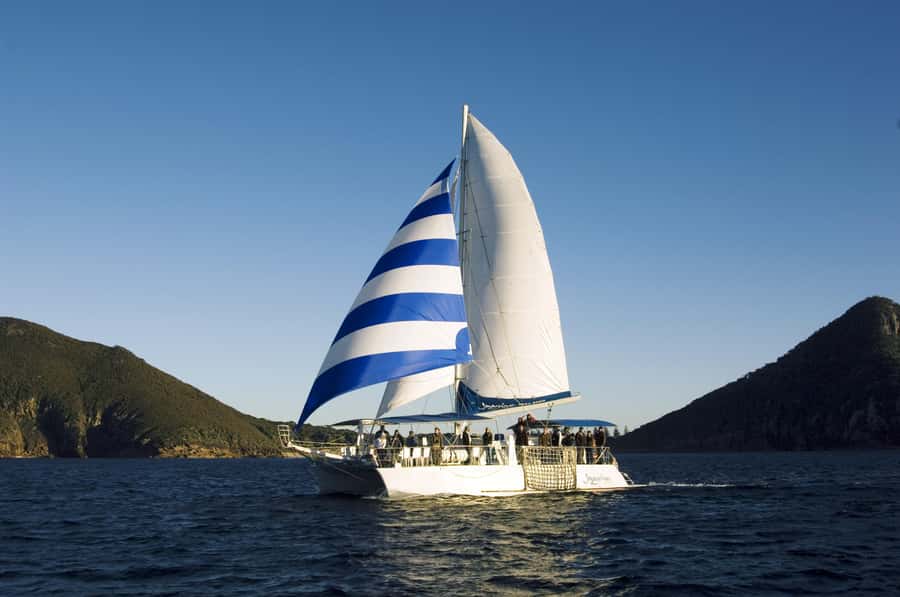 Nelson Bay: Dolphin Watch Cruise and Sail - Eco-certified cruising and dolphin respect in practice