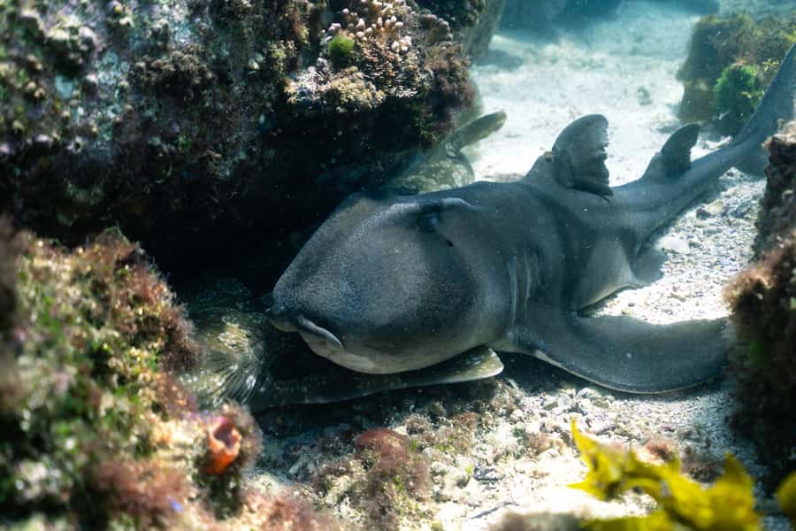 Nelson Bay: Marine Discovery Cruise with Snorkeling - Bow-net and boom-net: choose your vibe, get wet or get sun