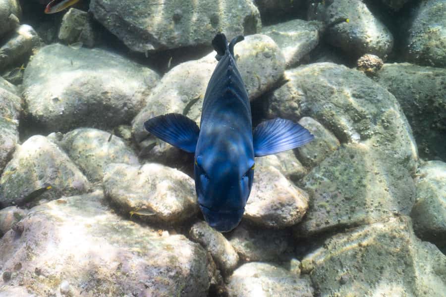 Nelson Bay: Marine Discovery Cruise with Snorkeling - Onboard comfort, snacks, and the little things that improve the day