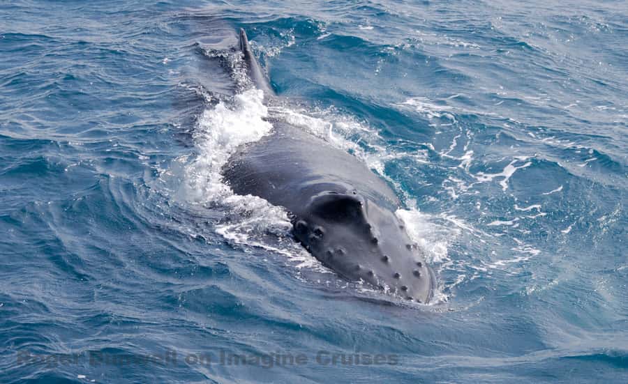 Nelson Bay: Whale and Dolphin Watching Catamaran Cruise - Key highlights at a glance
