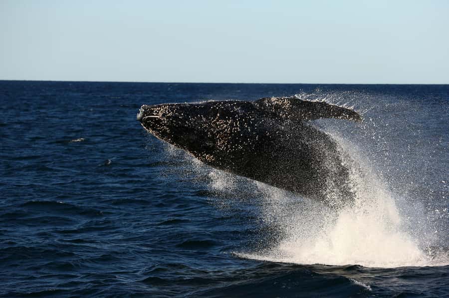 Nelson Bay: Whale and Dolphin Watching Catamaran Cruise - Nelson Bay whales and dolphins from d’Albora Marina Dock C