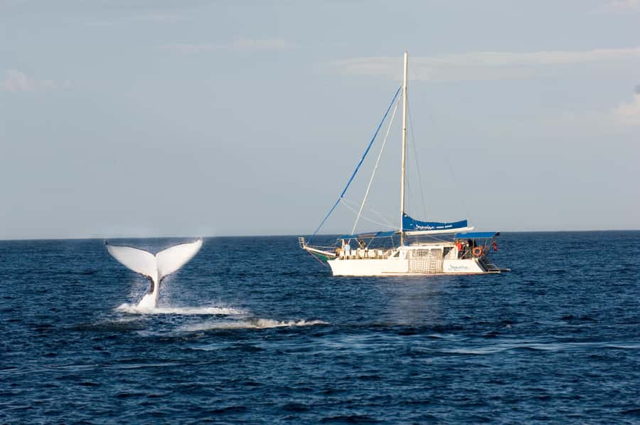 Nelson Bay: Whale and Dolphin Watching Catamaran Cruise - What humpbacks look like up close, and why you’ll care