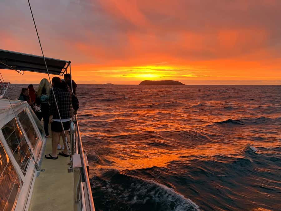 Nelson Bay: Whale and Dolphin Watching Catamaran Cruise - Drinks and snacks: tea and coffee included, bar for extras