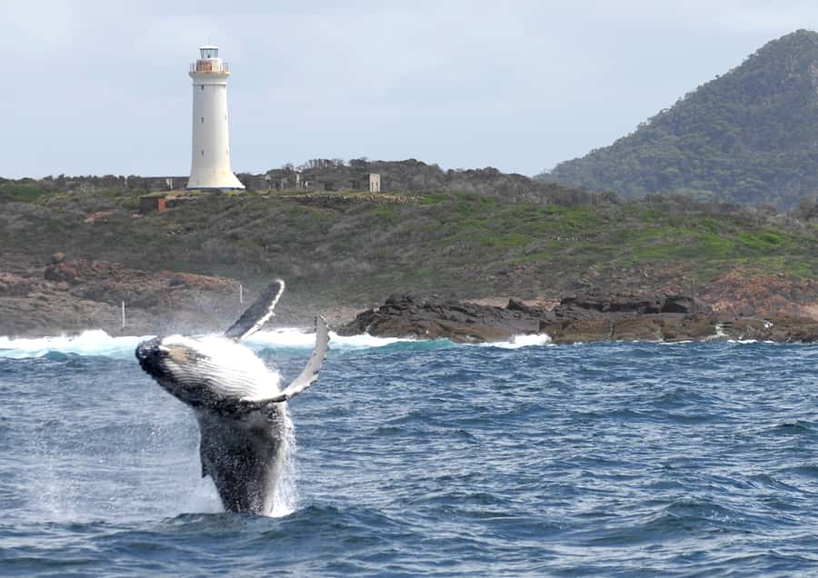 Nelson Bay: Whale and Dolphin Watching Catamaran Cruise - Price and value for a 3-hour whale and dolphin cruise
