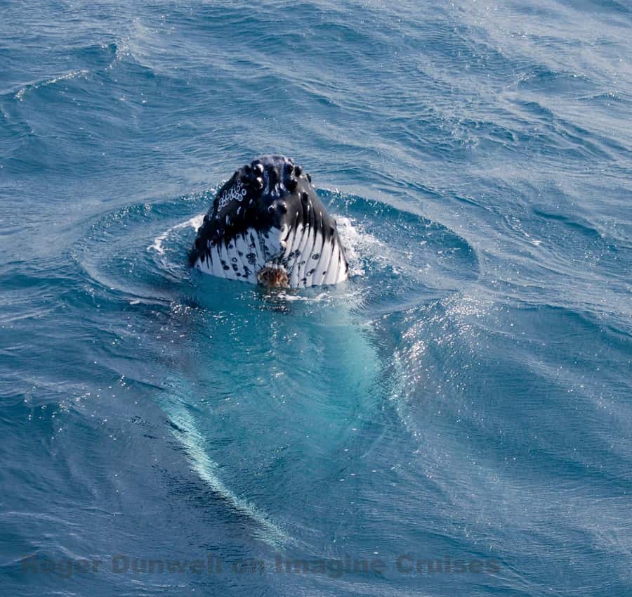 Nelson Bay: Whale and Dolphin Watching Catamaran Cruise - The 3-hour plan, and how the time gets used