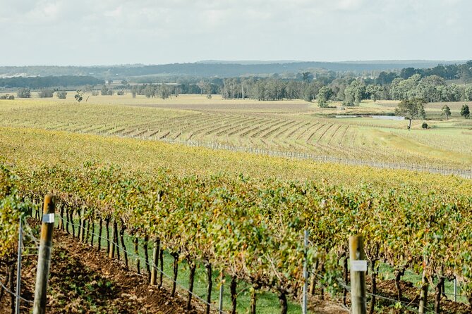 Newcastle: Boutique Hunter Valley Wine Tour - Lunch at The Farm (4 Pines): scenic break, pay as you go