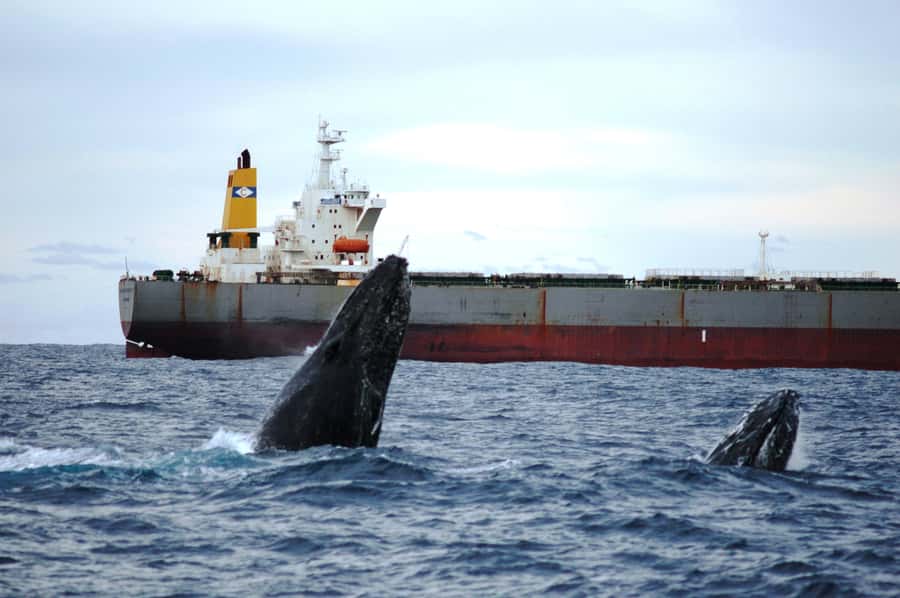 Newcastle: Humpback Whale Watching Cruise and Harbor Tour - Key things I found most compelling