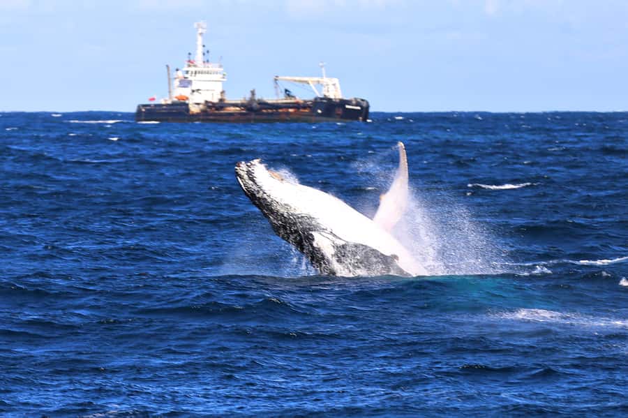 Newcastle: Humpback Whale Watching Cruise and Harbor Tour - Newcastle Humpback Whales and Harbor Tour, What You Get For $60