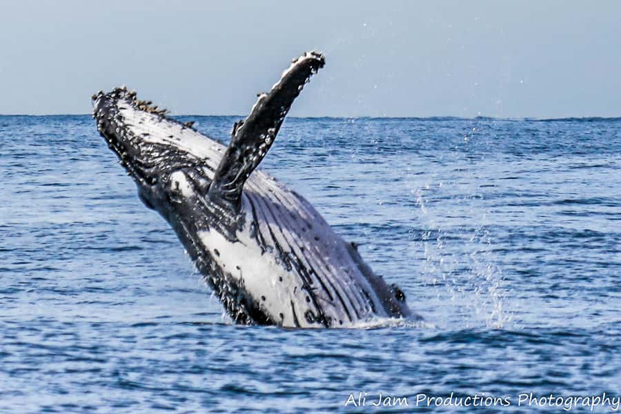 Newcastle: Humpback Whale Watching Cruise and Harbor Tour - Catamaran comfort: indoor viewing and the upper deck