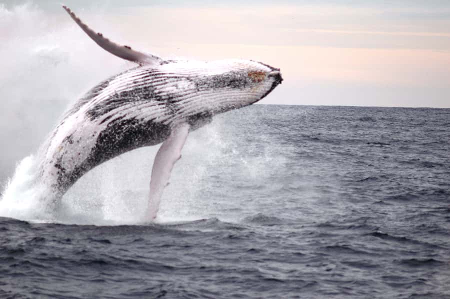 Newcastle: Humpback Whale Watching Cruise and Harbor Tour - Price and value: is $60 fair for a 2.5-hour guided cruise?