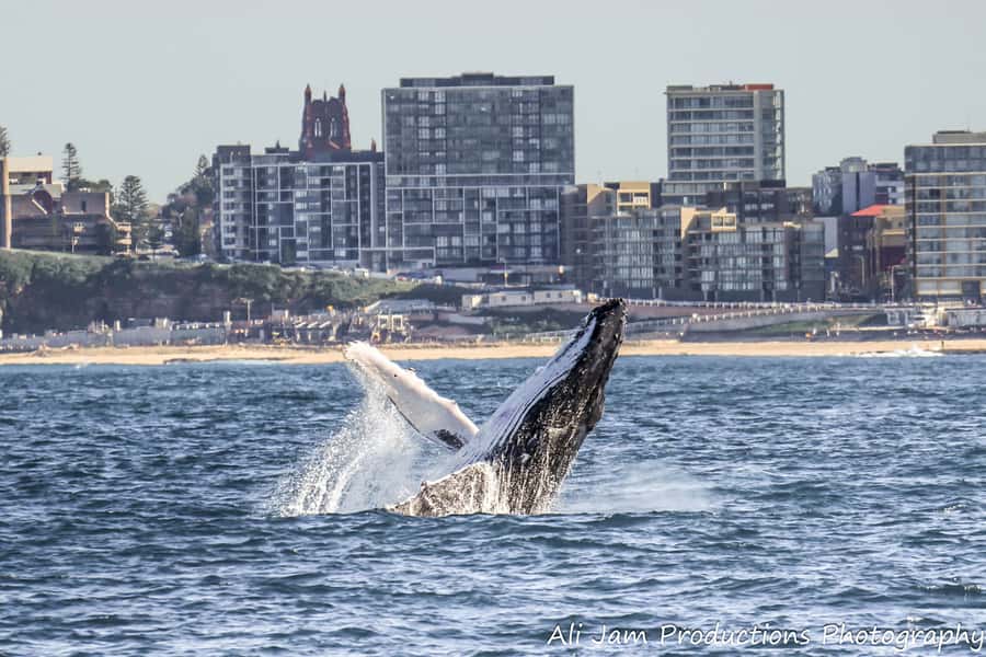Newcastle: Humpback Whale Watching Cruise and Harbor Tour - The 150 minutes: how the cruise rhythm works