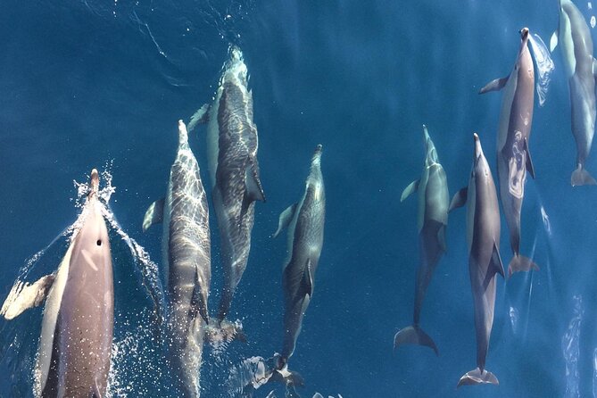 Newcastle: Port Stephens day tour - Dolphins, hike & swim! - Price and value: is $172.14 reasonable for this day?