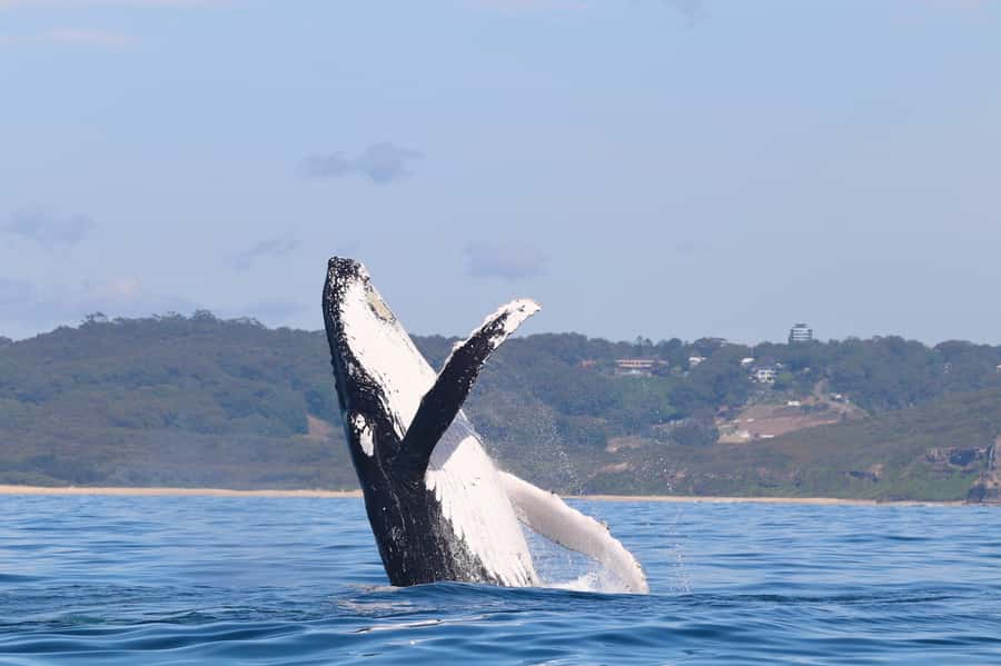 Newcastle: Small Group Humpback Whale Encounter Tour - Key Highlights Worth Booking