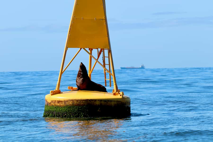 Newcastle: Small Group Humpback Whale Encounter Tour - Newcastle Harbour Whale Season: Why June to November Matters