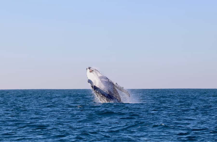 Newcastle: Small Group Humpback Whale Encounter Tour - What You Can Expect Offshore: Humpbacks, Seals, and Dolphins